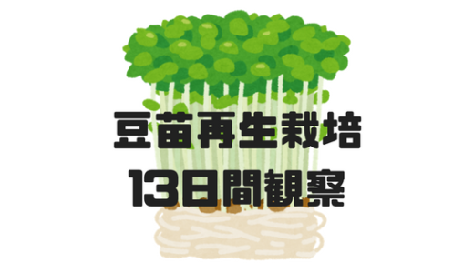 豆苗の再生栽培を13日間観察してみた！
